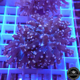 Euphyllia paradivisa orangé (Réf. EU-26)