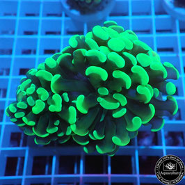 Euphyllia parancora vert fluo (Réf. EU-12)