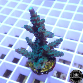 Acropora secale Joker (Réf. 2-00)