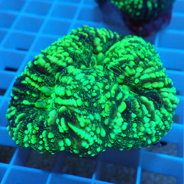 Lobophyllia vert Premium (Réf. L-14)