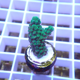 Acropora formosa (Réf. 2-06)