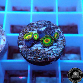 Zoanthus Rasta (Réf. ZOA-03)
