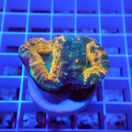 Lobophyllia coeur vert (L-02)