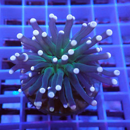 Euphyllia glabrescens (Réf. EU-07)