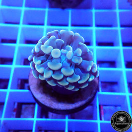 Euphyllia parancora orangé (Réf. EU-22)