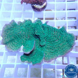 Montipora plateau vert bords mauves (2)