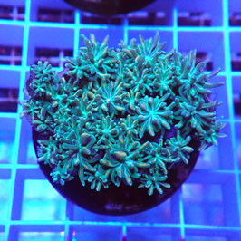 Galaxea fascicularis (2)