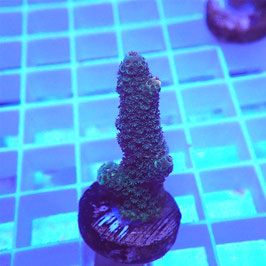 Acropora Sp. Indo. (Réf. 0-10)