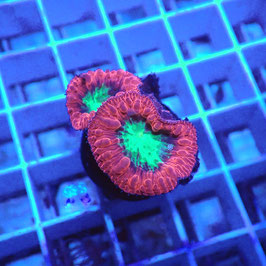 Blastomussa wellsi Ultra (3)