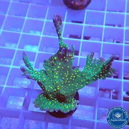 Montipora hirsuta polypes fluos (5)