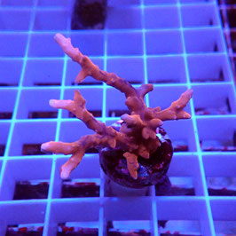 Anacropora JF TNT (2)