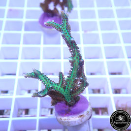 Seriatopora hystrix vert