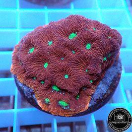 Favites pentagona "War Coral" (4)