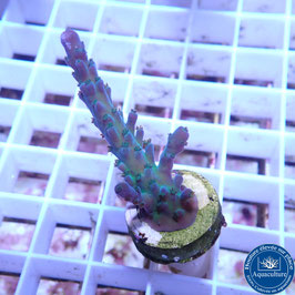Acropora austera (Réf. 3-17)