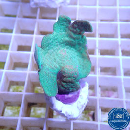 Pavona cactus vert