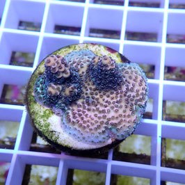 Acropora millepora (Réf. 2-10)