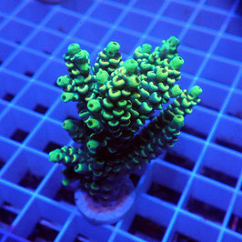 Acropora tenuis Indo. (Réf. 2-07)