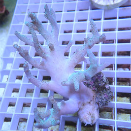 Sinularia reflets verts (2)