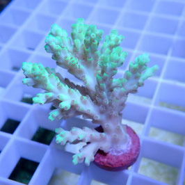 Acropora aculeus Australie (Réf. 1-33)