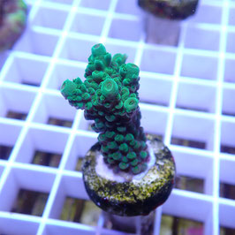 Acropora formosa (Réf. 2-05)