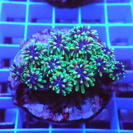 Galaxea fascicularis Premium (3)