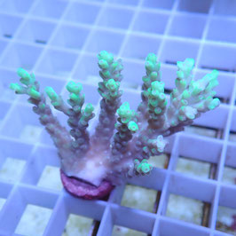 Acropora aculeus Australie (Réf. 1-37)