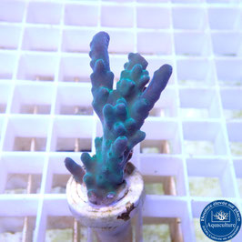 Acropora AS tortuosa (Réf. 0-12)