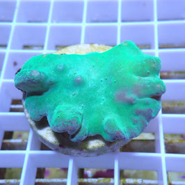Sinularia dura vert fluo