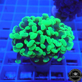 Euphyllia parancora vert fluo (Réf. EU-15)