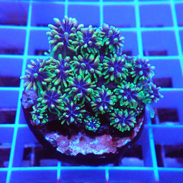 Galaxea fascicularis Premium (2)