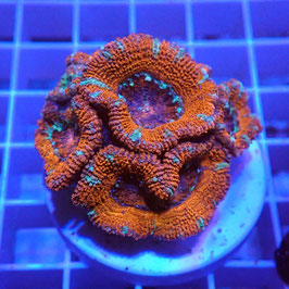 Acanthastrea lordhowensis (Réf. AL-16)