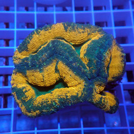 Lobophyllia coeur vert (L-09)