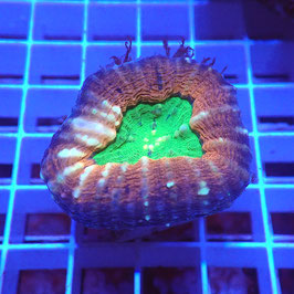 Lobophyllia Ultra (Réf. L-11)