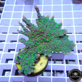 Montipora hirsuta polypes fluos