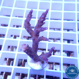 Acropora AS valida violet (Réf. 5-12)