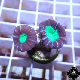 Caulastrea bicolore Australie (3)