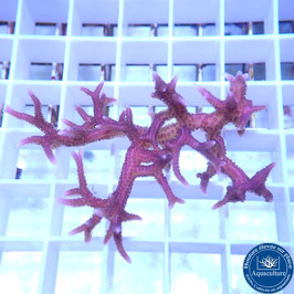 Seriatopora hystrix rose (2)