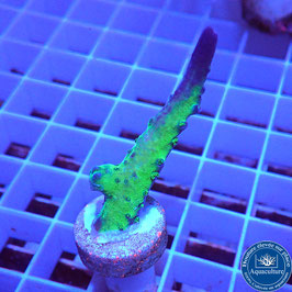 Acropora AS Strong Pepermint (Réf. 2-24)