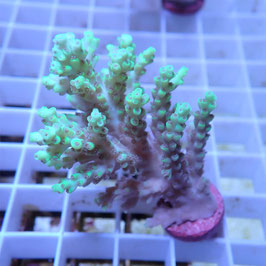 Acropora aculeus Australie (Réf. 1-34)