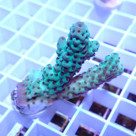 Acropora sarmentosa Australie (Réf. 2-37)