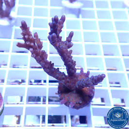 Acropora AS valida violet (Réf. 5-09)