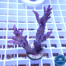 Acropora AS valida violet (Réf. 5-06)