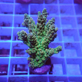 Acropora Sp. Indo. (Réf. 2-26)