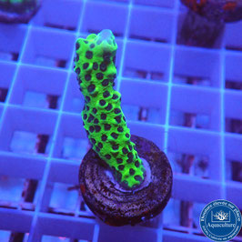 Montipora Incredible Hulk (2)