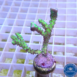 Anacropora Green Goblin