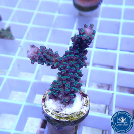 Acropora "Blueberry Mint" (Réf. 4-08)