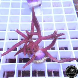 Seriatopora hystrix rose