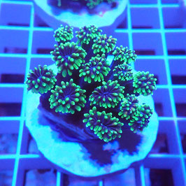 Galaxea fascicularis Premium (6)