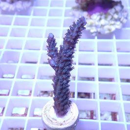 Acropora formosa bleu (Réf. 0-05)
