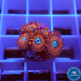 Zoanthus Red Magician (5)